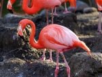American Flamingo