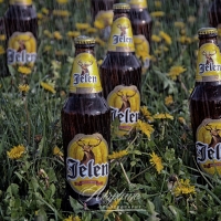 Jelen pivo