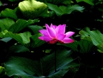 PINK LOTUS