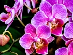 ORCHIDS