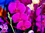 ORCHIDS