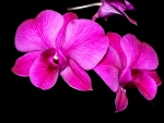 ORCHID