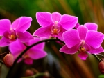 BEAUTY of ORCHIDS