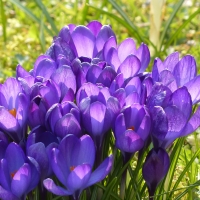 Blue crocus