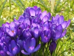 Blue crocus