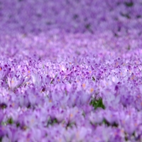 Crocus carpet