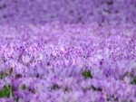 Crocus carpet