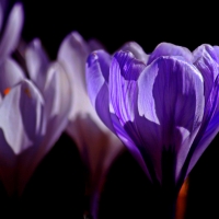 Crocus