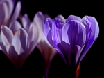 Crocus