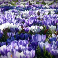 Crocus