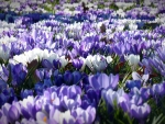 Crocus