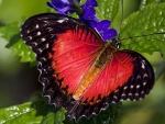 Beautiful Butterfly