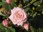 Pink Rose and Buds