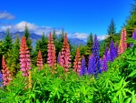 LUPINS from NEW-ZEALND