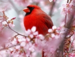 Spring Bird