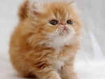 Cute Kitty