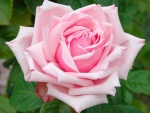 Hybrid Tea Rose