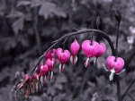 Bleeding Hearts!