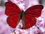 Butterfly on Pink Flowers