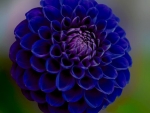 Royal Blue Pompon Dahlia