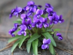 Violets
