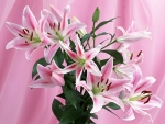 Lilies