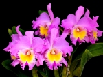 SPRING ORCHID