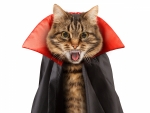 Vampire Cat