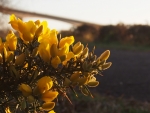 Bideford Bridge with flowers