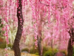 Japanese Cherry Blossoms