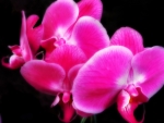 Orchids â™¥