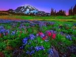 Mountain wildflowers