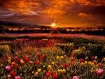 Sunrise over the Flowers field