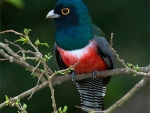 Blue Crowned Trogon