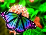 Colorful Butterfly