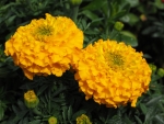 Yellow Marigold