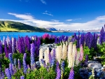 MULTI COLORED LUPIN FLOWERS