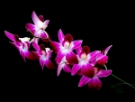PINK ORCHID BEAUTY