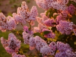 Spring lilac