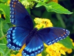 Pretty Blue Butterfly