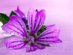 Purple flower