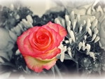 ~Rose~