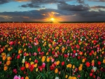 Sunrise Over the Tulips Field