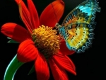 Butterfly on Flower