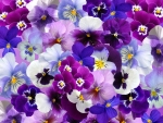 Pansies