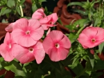 Pink Jasmine