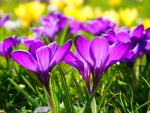 Crocuses!