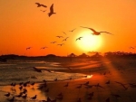 Seagulls at the Sunset Beach