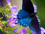 Blue Butterfly on Flowers