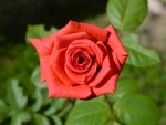 Lovely Red Rose